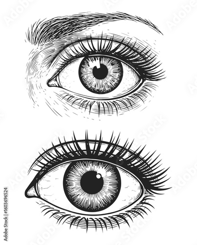 Detailed Vintage engraved eye in black and white for anatomical illustration