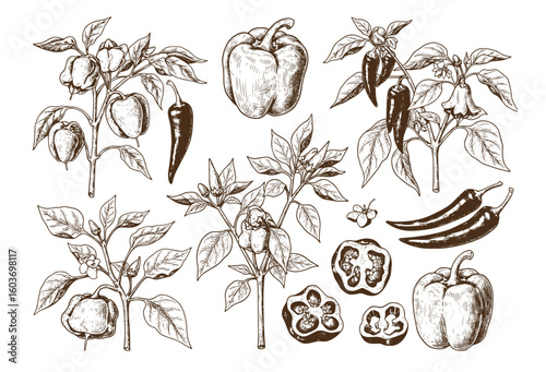 Vintage hand-drawn chili pepper and bell pepper plant illustrations with leaves, flowers, and sliced pepper cross-sections.