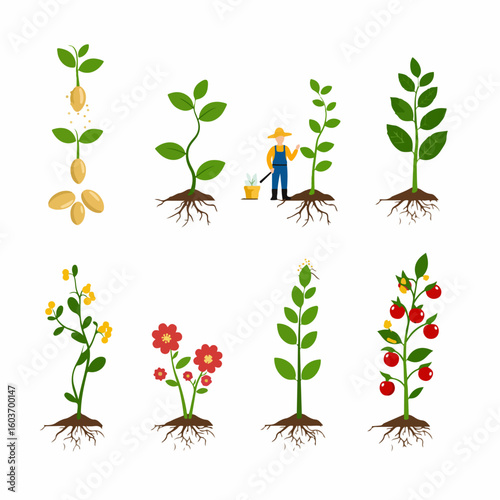 Plant Growth Stages and Cultivation Process. From seed germination to flowering and fruiting, illustrating the complete life cycle and gardening care.