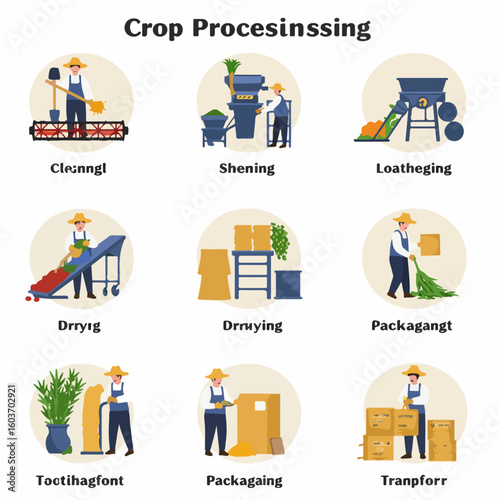 Illustrated stages of crop processing, from cleaning and sorting to packaging and transportation, showcasing the agricultural supply chain and food production.