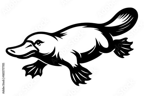 Platypus Swimming - Unique Australian Animal