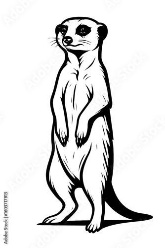 Meerkat Standing Alert - Wild Desert Animal