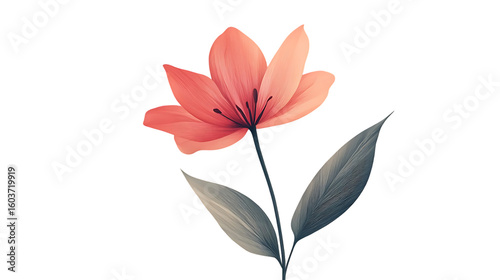 Delicate coral flower with greygreen leaves on a transparent background