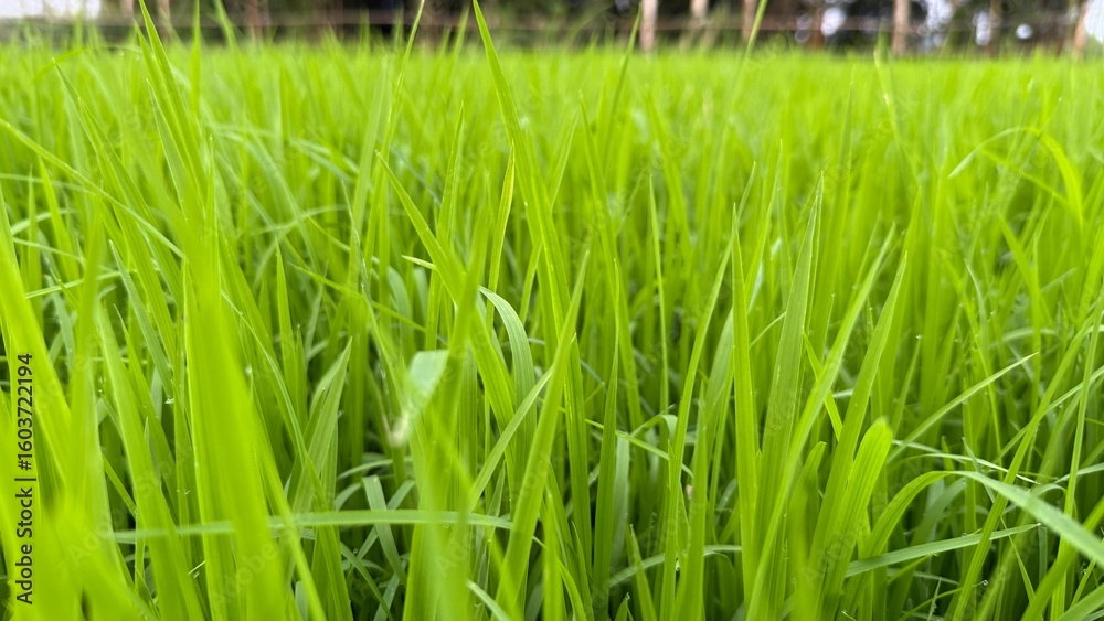 Obraz premium Young paddy field showcasing vibrant green grass blades swaying gently in a lush landscape