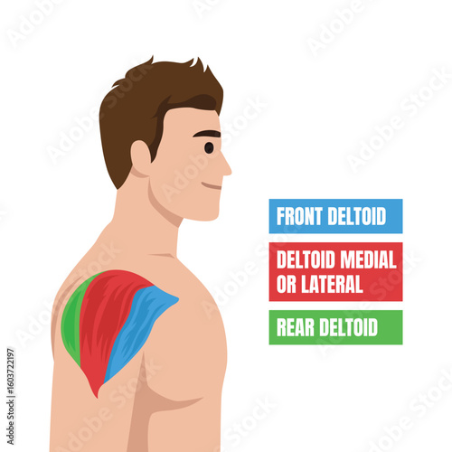 Anatomy of the Deltoid Muscle. Shoulder Sections Explained. Flat vector illustration isolated on white background