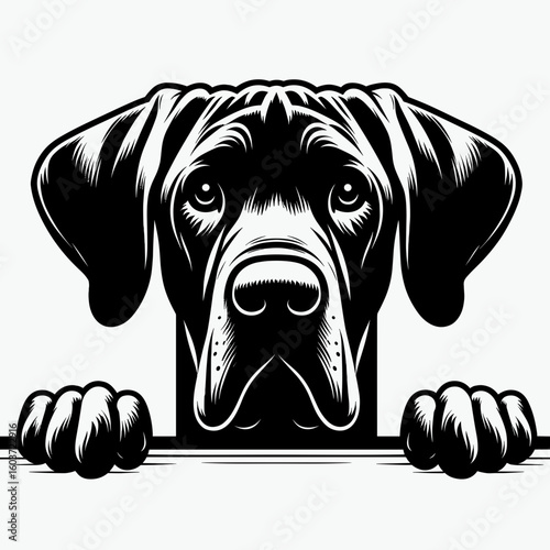 Great Dane Dog peeking. Retro Cartoon Clipart Silhouette Stock Vector Line Art Illustration. Large canine looking out enormous hound spying big watching.