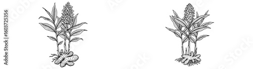 Ginger plant sketches, rhizomes with leaves and flower. Natural, botanical illustration, spice, plant, root, cooking, food, healthy, herb, drawing, organic, botanical.