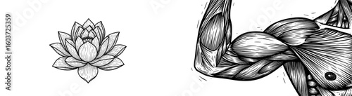 Lotus flower blooms alongside muscular body. Symbolizes strength, yoga, wellness. Spiritual balance, fitness, inner peace, anatomical art, mind-body, powerful, health.