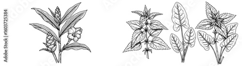 Botanical sketches show flower and herb plants. Nature drawing, flower illustration, herb design, foliage, plants, floral drawing, nature, line art, botanical