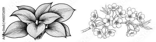 Botanical sketch with hosta and cherry blossom. Floral drawing, decorative, spring, bloom, garden, elegant, artistic.