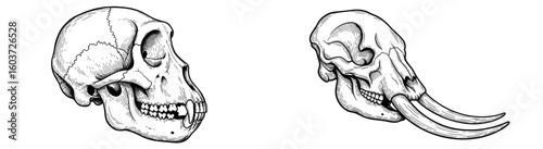 Two skulls side by side: ape and elephant. Anatomy, biology, zoology, skeleton, wildlife, evolution, mammal, science, comparative, extinct, tusk, bone, ancient.