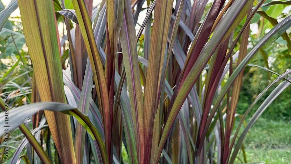 Obraz premium Close up of dark green and reddish tall grass blades grow together beautifully