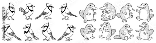 Line art depicts blue jays and platypuses. Cute animals, wildlife, illustration, nature, cartoon, drawing.