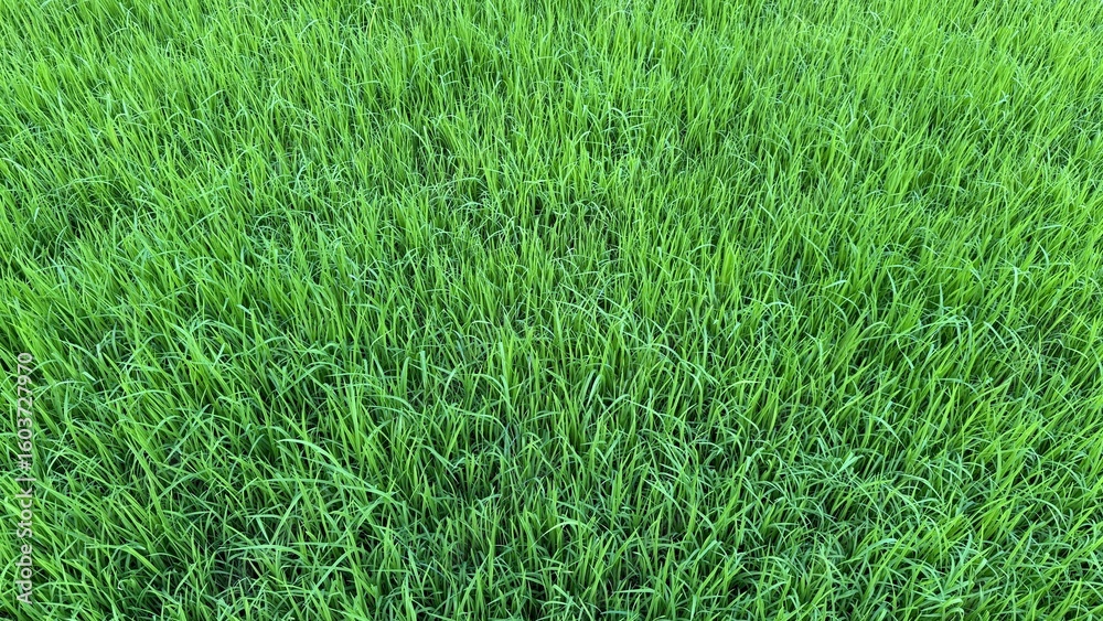 Obraz premium Fresh green rice paddy plants fully covering the field create a calming, natural scenery