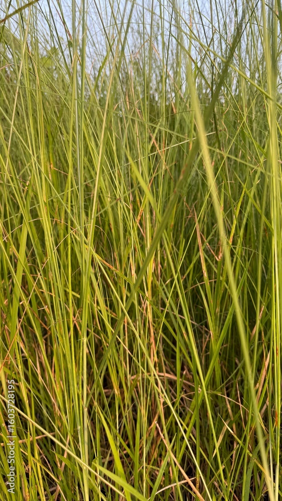 Obraz premium Green grass blades fill the frame in a verdant field close up