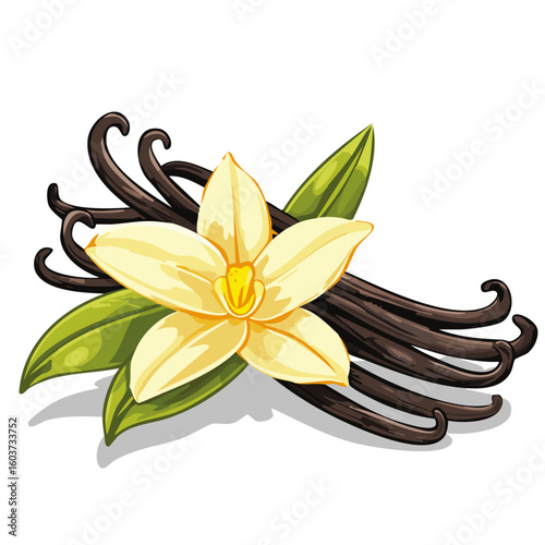 Vanilla flower and pods vector color illustration. Composition of aromatic spice with buds and leaves.