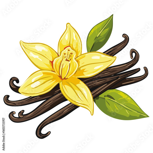 Vanilla flower and pods vector color illustration. Composition of aromatic spice with buds and leaves.