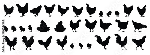 hen or chicken, rooster and chicks silhouette set. hen, rooster and chicks isolated farm animal silhouette icon vector collection