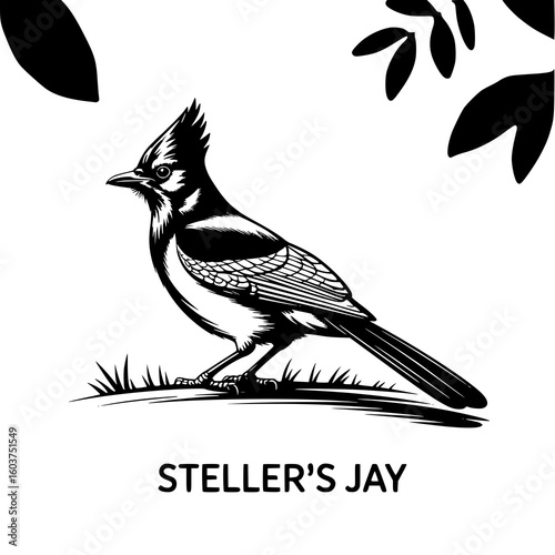 Steller's Jay in Monochrome: A striking black and white line art illustration showcases a Steller's Jay perched on grass, detailed feathers and a minimalist background.