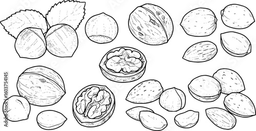a set of black and white outline drawings of nuts, including hazelnuts, walnuts, almonds, vector illustration, simplicity

