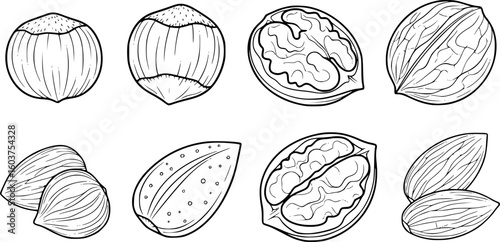 a set of black and white outline drawings of nuts, including hazelnuts, walnuts, almonds, vector illustration, simplicity

