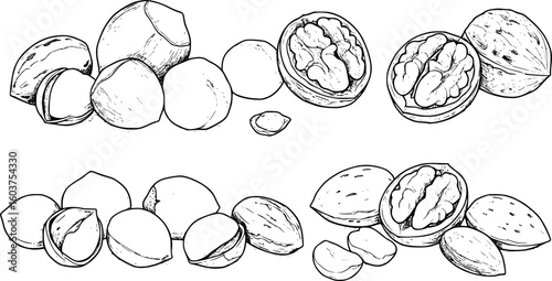a set of black and white outline drawings of nuts, including hazelnuts, walnuts, almonds, vector illustration, simplicity

