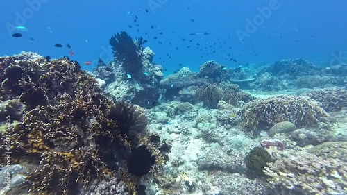 Wallpaper Mural Coral reef and tropical fish in a warm shallow sea. View of a vibrant coral reef with hard corals and dozens of colorful fish in clear transparent water. Underwater view of a tropical sea. Torontodigital.ca