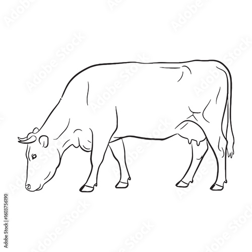 Domestic Bovine Farm Creature Type - Cow vector - Cow Line art - Cow Drawing - Vector Lineart of Cow - cow logo - cow outline

