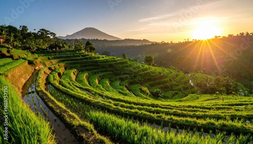 Wallpaper Mural Lush Terraced Rice Paddies at Sunrise, Bali Torontodigital.ca
