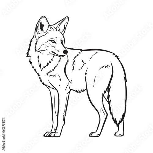 Prairie Coyote Canine Creature Type - Coyote vector - Coyote Line art - Coyote Drawing - Vector Lineart of Coyote - coyote logo - coyote outline

