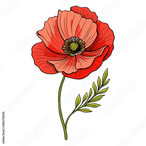 red poppy flower