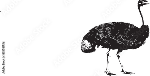 Ostrich Silhouette Vector Illustration