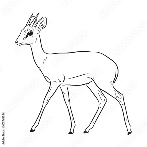 Diminutive Dik-dik, Physical Makeup Figure, Dik-dik vector, Dik-dik Line art, Dik-dik Drawing, Vector Lineart of Dik-dik, dik-dik icon, outline of dik-dik

