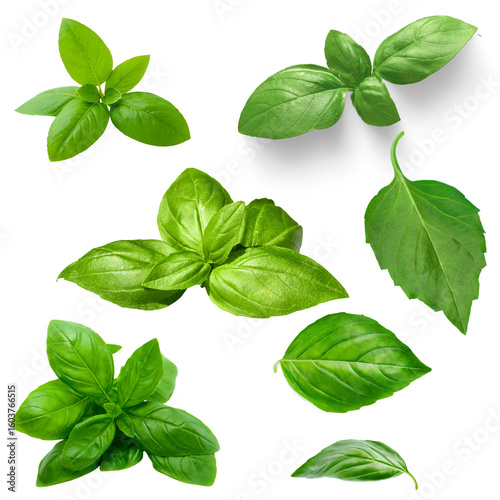 Fresh Basil Leaves and Sprigs PNG