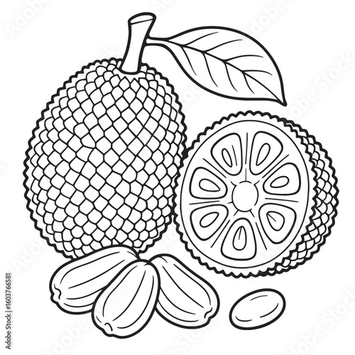 Whole jackfruit cross section leaf seeds tropical food