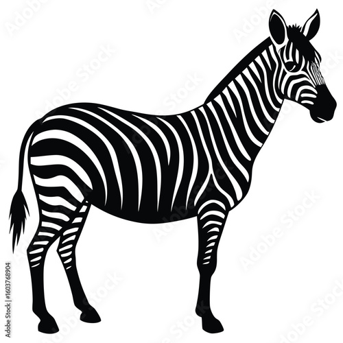 Striking black and white zebra illustration standing sideways