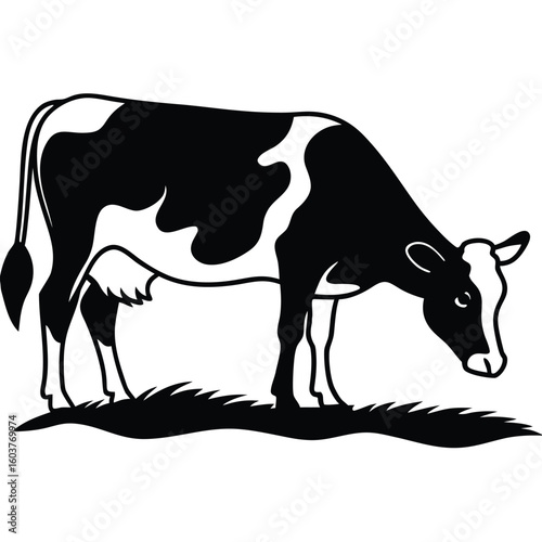 Black and white holstein cow grazing in grass