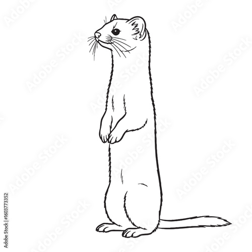 Foto Northern Ermine Rare Trait Element - Ermine vector - Ermine Line art - Ermine Dr