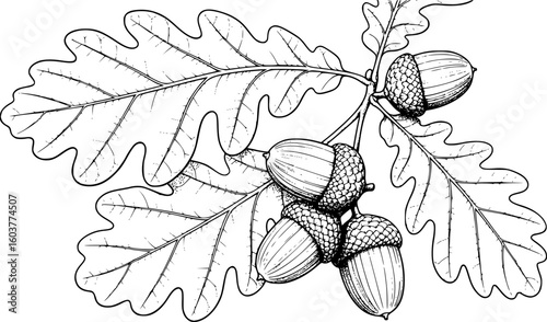 oak leaves and acorns, line art, black and white, detailed, naturalistic drawing, soft lighting


