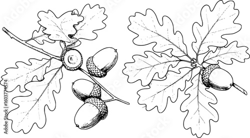 oak leaves and acorns, line art, black and white, detailed, naturalistic drawing, soft lighting

