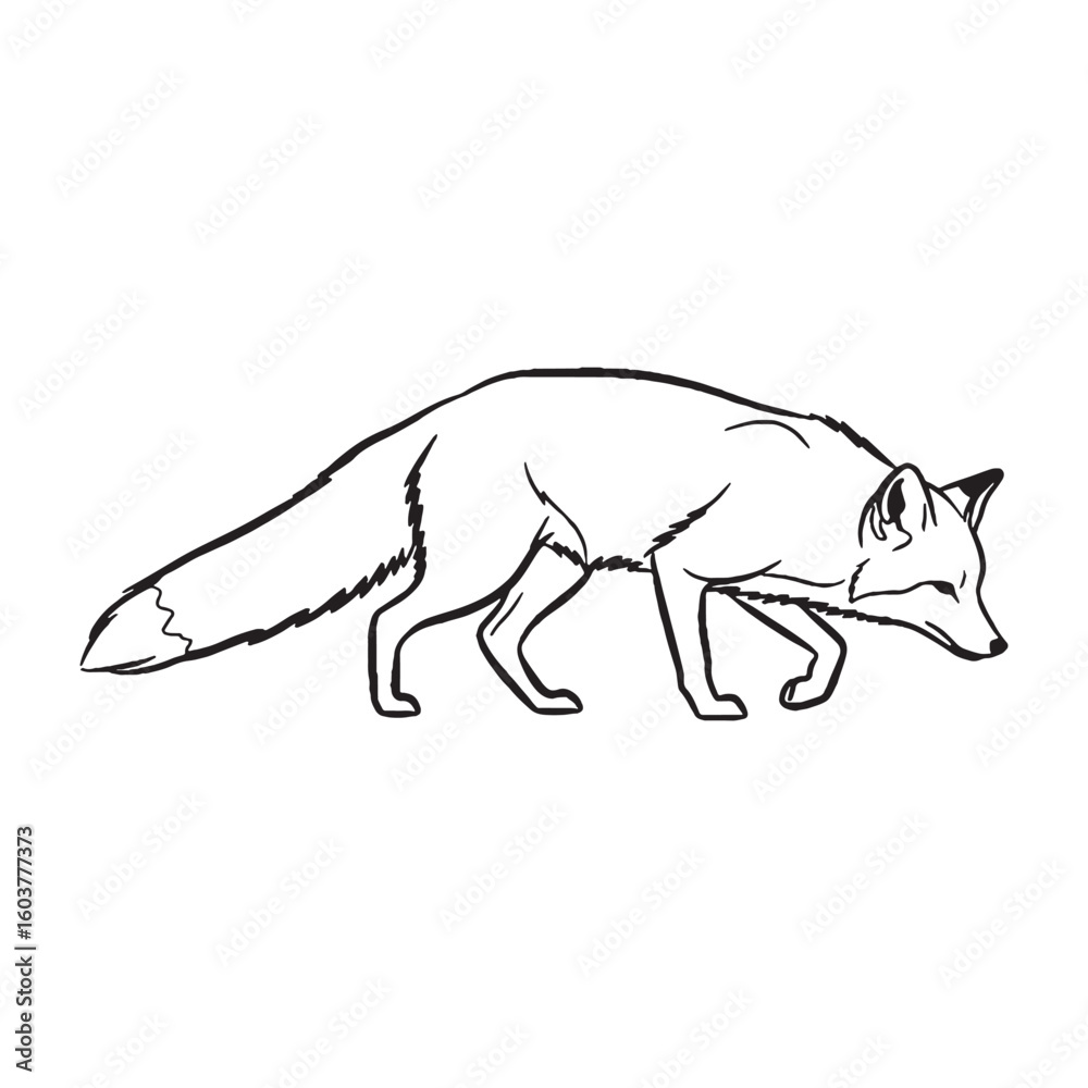 Fototapeta premium Sly Fox Body Anatomy Sketch - Fox vector - Fox Line art - Fox Drawing - Vector Lineart of Fox - fox icon - outline of fox