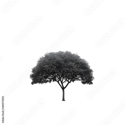 Rain Tree isolated on a transparent background