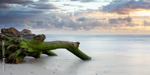 Papier peint Drift wood on Lighhouse Beach, Ballina, Australia