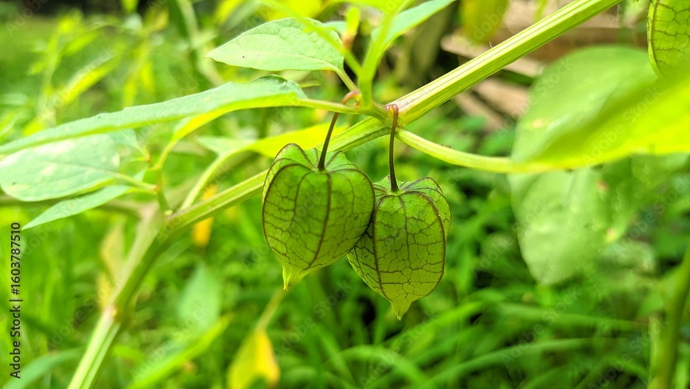 Fresh ground cherry, or ciplukan fruit, growing on vibrant green stems with husk-covered berries, healthy tropical plant in natural habitat Fresh ground cherry, or ciplukan fruit, growing on vibrant green stems with husk-covered berries, healthy tropical plant in natural habitat
