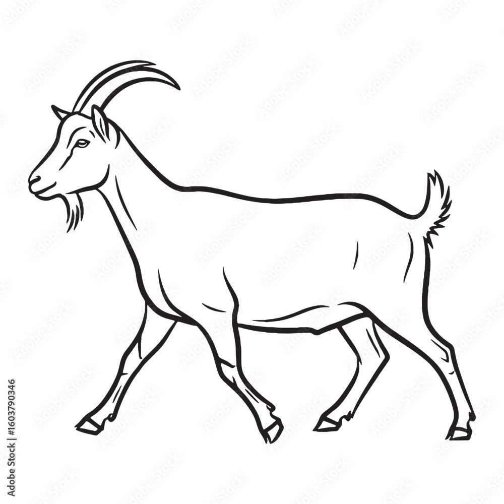 Fototapeta premium Key Goat Rare Trait Element - Goat vector - Goat Line art - Goat Drawing - Vector Lineart of Goat - goat logo - goat outline