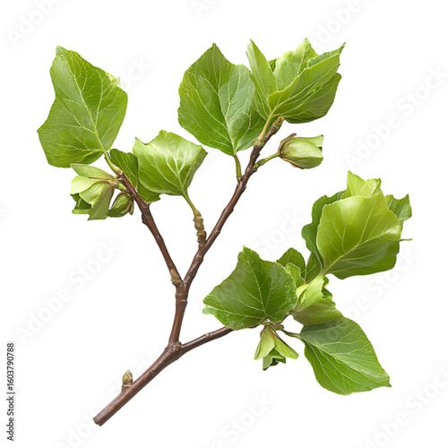 Tulip Poplar Tree isolated on a transparent background