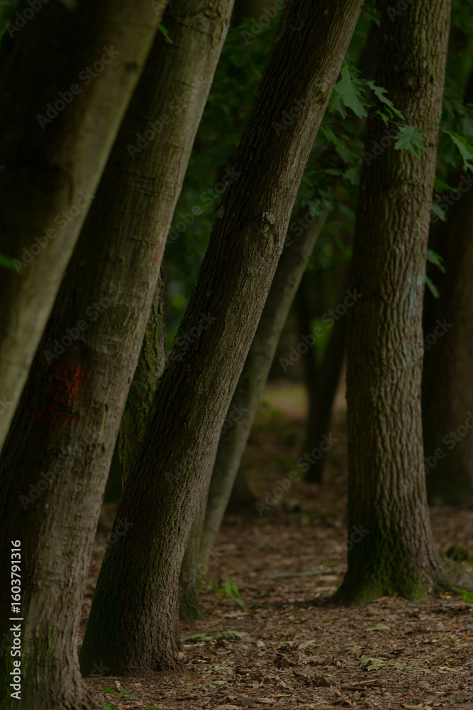 Fototapeta premium In a vast and serene forest, a beautiful row of trees stands tall, their leaves scattered elegantly on the ground beneath them, creating a picturesque scene