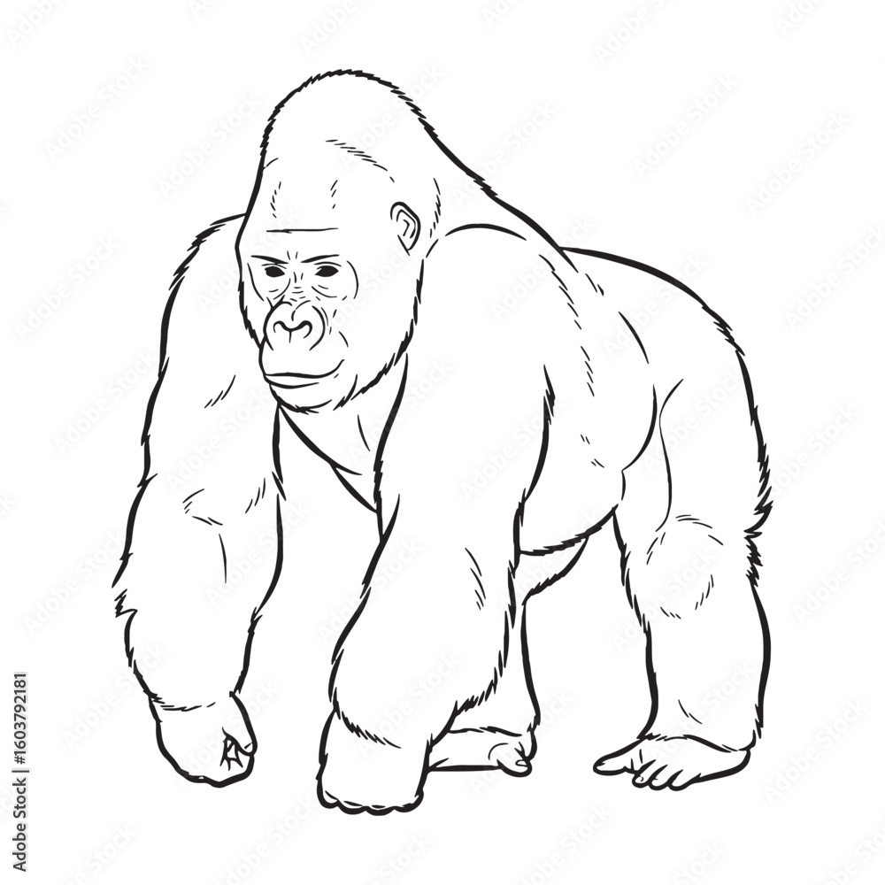 Obraz premium Central Gorilla Fundamental Qualities Zone - Gorilla vector - Gorilla Line art - Gorilla Drawing - Vector Lineart of Gorilla - gorilla logo - gorilla outline