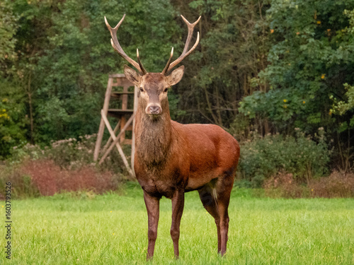 Fototapeta Naklejka Na Ścianę i Meble -  Jeleń 
