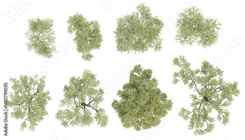 Top view 3d set trees illustration of Olea europaea big on transparent background